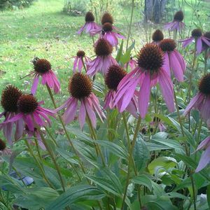 Meet your Posher, Sheryl